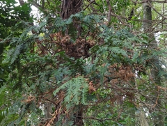 Libocedrus plumosa