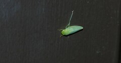 Gyponini