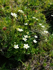 Parnassia cirrata