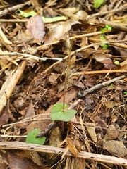 Acianthus sinclairii