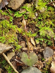 Acianthus sinclairii