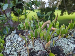 Pyrrosia eleagnifolia