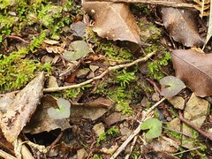 Acianthus sinclairii