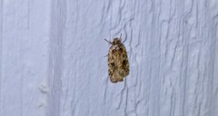 Agonopterix pulvipennella