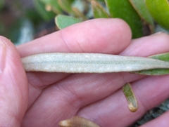 Pyrrosia eleagnifolia