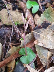 Acianthus sinclairii