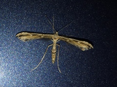 Oidaematophorus grisescens