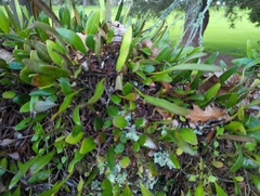 Pyrrosia eleagnifolia