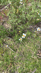 Bidens odorata