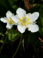 Parnassia cirrata