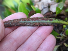 Pyrrosia eleagnifolia