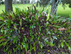 Pyrrosia eleagnifolia