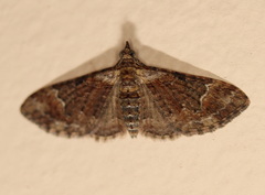 Mnesiloba eupitheciata