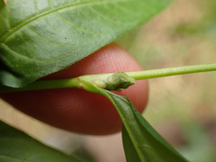 Persicaria minor