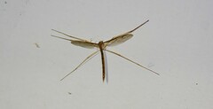 Tricyphona