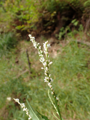 Persicaria minor