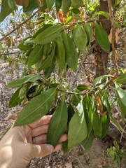 Maytenus boaria