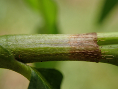 Persicaria minor