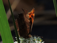 Polygonia c-aureum