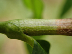 Persicaria minor