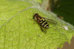 Syrphus opinator