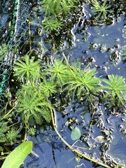 Myriophyllum aquaticum
