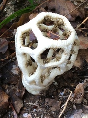 Clathrus chrysomycelinus