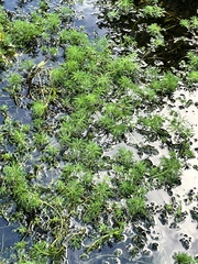 Myriophyllum aquaticum