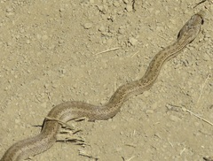 Pituophis catenifer catenifer