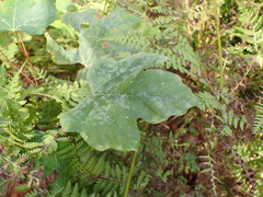 Podosphaera macularis