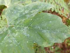 Podosphaera macularis