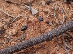 Myrmecia