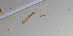 Agriphila vulgivagellus