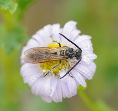 Radumeris tasmaniensis