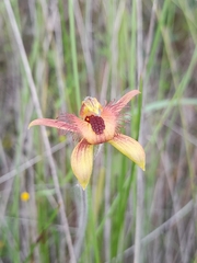 Caladenia discoidea