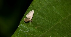 Eupithecia