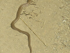 Pituophis catenifer catenifer