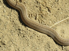 Pituophis catenifer catenifer