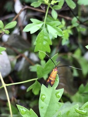 Adelidae