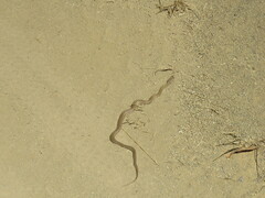 Pituophis catenifer catenifer