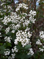Logania ovata