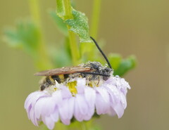 Radumeris tasmaniensis