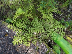 Pteris macilenta