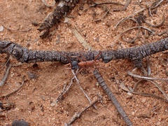 Myrmecia