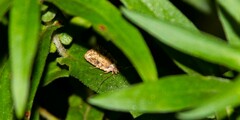 Agonopterix pulvipennella