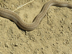 Pituophis catenifer catenifer