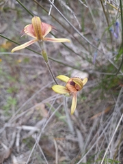 Caladenia discoidea