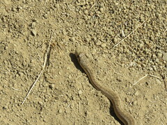 Pituophis catenifer catenifer