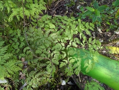 Pteris macilenta