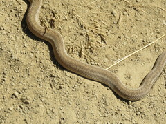 Pituophis catenifer catenifer